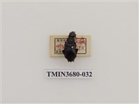 藏品(埋葬蟲)的圖片